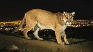 Conozca al puma que vive en las colinas de Los Ángeles [upl. by Botzow]