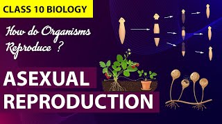 How Do Organisms Reproduce Animation PART1 CBSE Class 10 Biology Chapter 7  NCERT [upl. by Eads630]