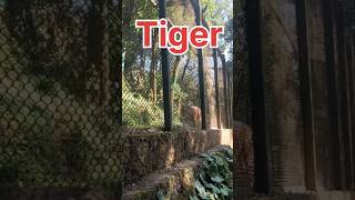 Tiger short video [upl. by Sherill237]