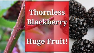 Thornless Blackberry Huge Fruit amp how to prune brambles [upl. by Sands]