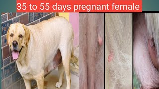 35 to 55 days pregnancy  labrador retriever female [upl. by Cara856]