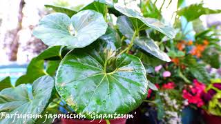 Farfugium Japonicum var Giganteum Hardy Tropical Shade Plant [upl. by Mcleod]