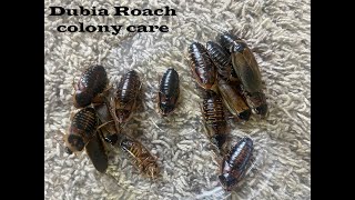 Basic care for Dubia Roach colony [upl. by Samalla]