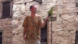 Flights of Wonder Bird Show at DisneyWorlds Animal Kingdom Full Show in HD [upl. by Ion787]