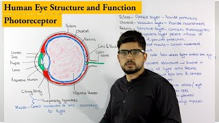 Structure of Human Eye  Photoreceptor  Biology lecture [upl. by Magdala]