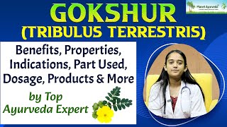 GOKSHUR Tribulus terrestris Benefits Properties Indications Part Used Dosage Products amp More [upl. by Amlet]