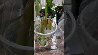 How to grow lemongrass from cutting [upl. by Keller]