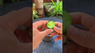 Tips for growing cucumbers at home shorts cucumber [upl. by Querida63]