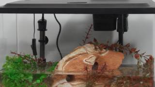 Tetra® Products — 10 Gallon Aquarium Kit Setup [upl. by Weslee]