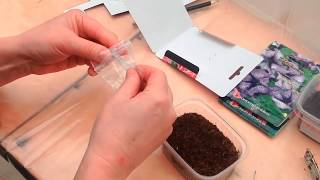 How to grow petunia from seeds at home [upl. by Nannette]