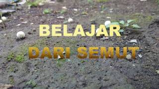 Video motivasi  Belajar Filosofi Semut [upl. by Eelorac]