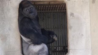 Japans Latest Heartthrob Shabani the Gorilla [upl. by Helaine]