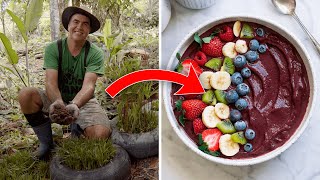 OS SEGREDOS POR TRÁS DO PLANTIO DO AÇAÍ  SÍTIO PANC [upl. by Tadeas]