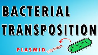 Bacterial Transposition [upl. by Leake]