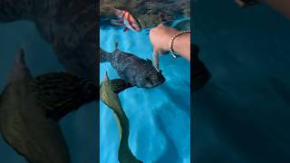 Feeding My Pet 50lb Grouper [upl. by Cort622]