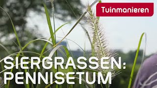 Pennisetum Welke soorten zijn er en hoe snoei je ze  Tuinmanieren [upl. by Lletnahc717]