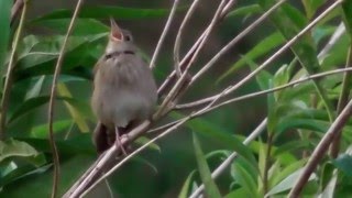 STRUMIENIÓWKA głos River Warbler LOCUSTELLA FLUVIATILIS [upl. by Eynobe]