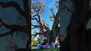 Discovering Methuselah The World’s Oldest Living Tree [upl. by Ssilb]