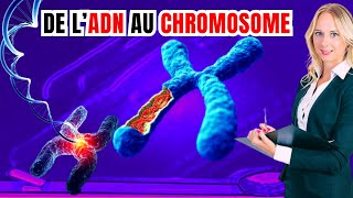 De lADN aux chromosomes comment l’ADN se condense en chromosomes [upl. by Arodoeht]