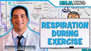 Respiratory  Respiration During Exercise [upl. by Maxentia]