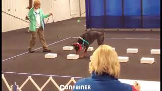 AKC Scent Work Novice Element Searches [upl. by Ntisuj]