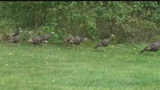 Ohio wild turkey hunting season returns [upl. by Evelc922]