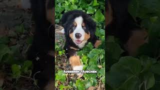 Der Berner Sennenhund bernersennenhund hunderasse tiere [upl. by Natassia]