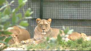 Une journée au zoo de Vincennes [upl. by Nika]