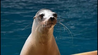 Learn About California Sea Lions Barking  Sounds Of The Aquarium [upl. by Leavelle]