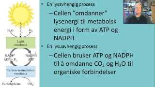 Fotosyntese Innledning [upl. by Garlen]