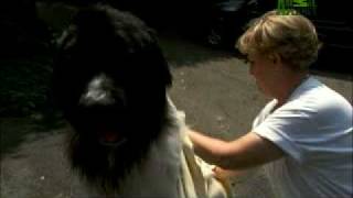 Dogs 101 Newfoundland [upl. by Nohs]