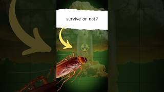 Can COCKROACHES survive a NUCLEAR EXPLOSION shorts [upl. by Kassandra]