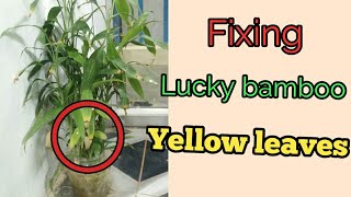 Lucky bamboo leaves yellowing  How to fix it [upl. by Neros]