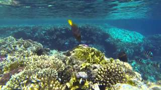 Sharm El Sheikh Snorkeling GoPro 3 [upl. by Ayikaz]