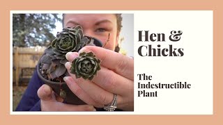 Hen and Chicks  Sempervivum plant care  The Indestructible Succulent [upl. by Anitsirhcairam]