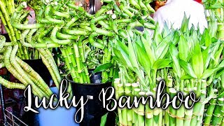 22 Things to Know About Growing amp Caring For Lucky Bamboo  Joy Us Garden [upl. by Yntruoc]