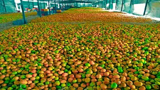 How Mango Juice Made in Factory  Mango juice production from Mango [upl. by Atiuqahs]