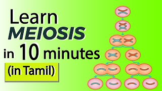 Meiosis explained in Tamil NCERT class 11 biology  cell cycle and cell divisionNEET animation [upl. by Bealle]