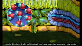 Plant Transport Xylem and Phloem Transpiration 3D Animation 720p [upl. by Bentlee]