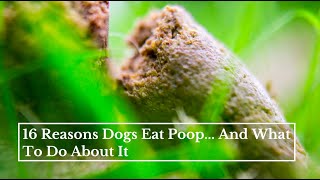 16 Reasons Dogs Eat Poop  And What To Do About It [upl. by Fiester]