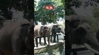 jatimpark2 wisatabatu zoo gajah [upl. by Terena]