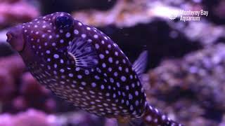 A Boxing Day Spotted Boxfish [upl. by Dlareme]