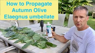 How to Propagate Autumn Olive Elaegnus umbellate [upl. by Oir]