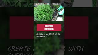 Eliminate Fourlined Plant Bug Infestations Quickly amp Easily DIY Pest Control [upl. by Yromas343]