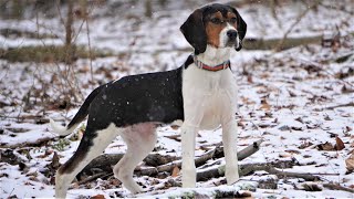 BUYING A TREEING WALKER COONHOUND PUPPY Whats Next [upl. by Adnamaa597]