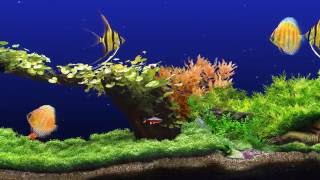 ★ Freshwater Aquarium ★ UHD Screensaver ★ 3 FishTanks ★ 60fps ★ [upl. by Erialb647]