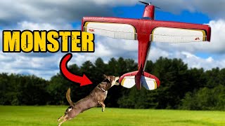 9 Minutes Of DOGS VS RC Planes [upl. by Lien]