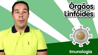 Imunologia 2  Órgãos Linfóides [upl. by Hamrnand901]