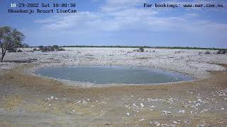 Okaukuejo Resort Wildlife Waterhole Live camera stream in the Etosha National Park in Namibia [upl. by Dahraf]