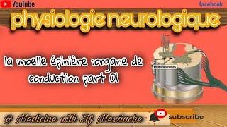 31 La Moelle Épinière Organe de Conduction Partie01  Physiologie 2ème MED [upl. by Jarv135]